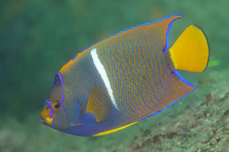 Cardume de peixes tropicais em águas claras do Mar de Cortez