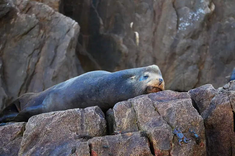 Leões-marinhos descansando nas rochas de Land's End