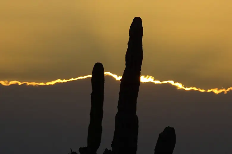 Cardones gigantes no deserto da Baja California ao entardecer