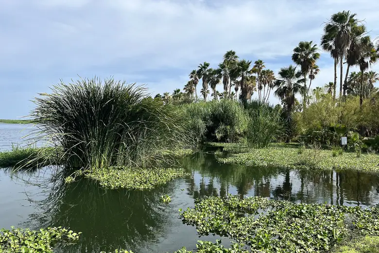 Palmeiras e aves no estuário de San José del Cabo