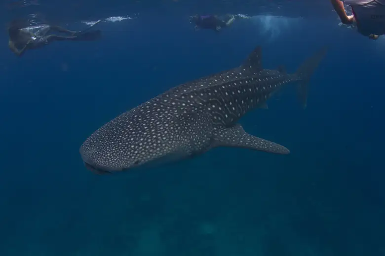 Tubarão-baleia nadando com snorkelers nas Maldivas