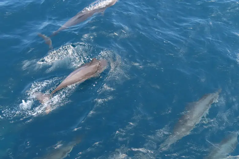 Golfinhos nadando juntos no mar das Maldivas