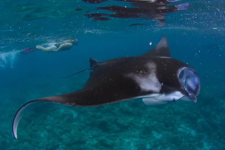 Arraia manta planando em águas azuis das Maldivas