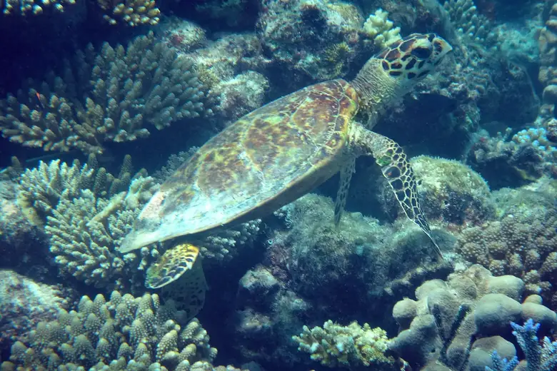Tartaruga marinha nadando sobre o recife nas Maldivas