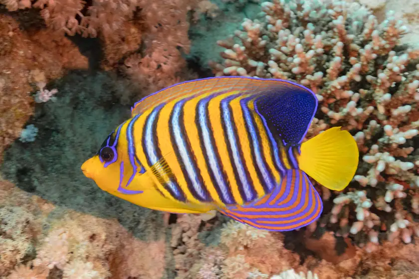 Cardume de peixes tropicais em recife das Maldivas