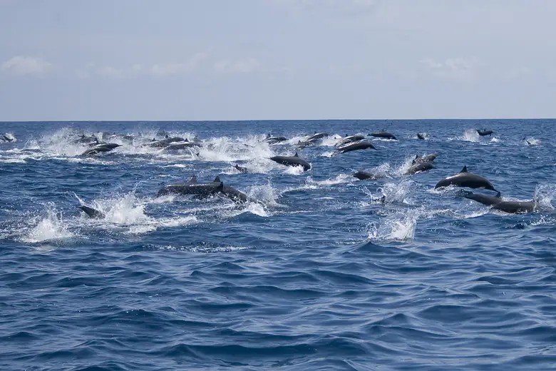 Golfinhos nadando nas águas azuis da costa de Mauritius