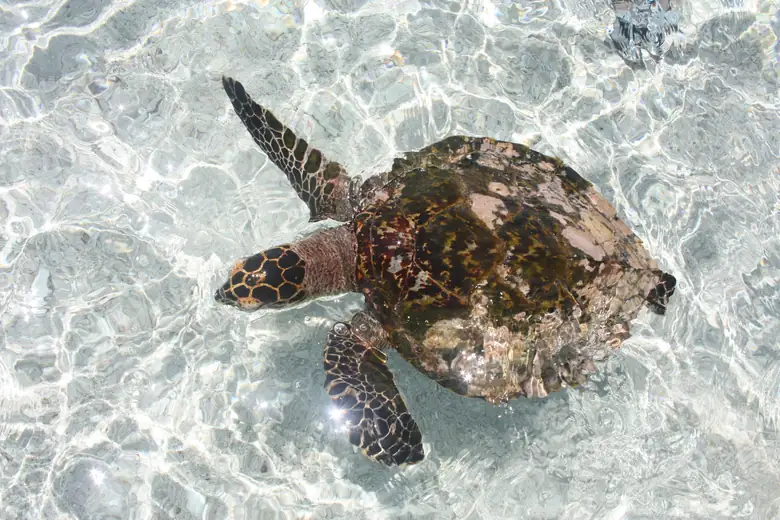 Tartaruga marinha nas águas transparentes de Mauritius