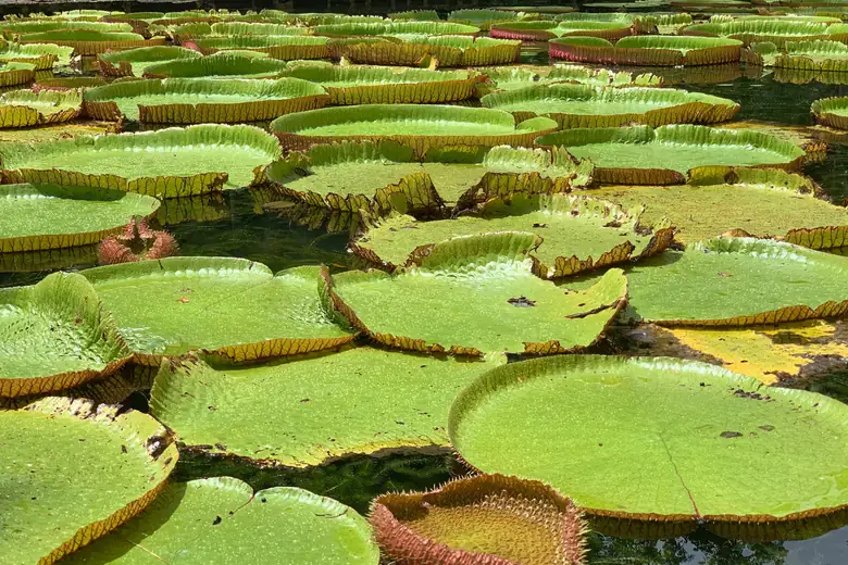 Vitórias-régias gigantes no jardim botânico de Pamplemousses, Mauritius