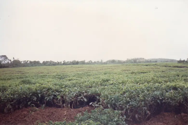 Plantações de chá do sul de Mauritius
