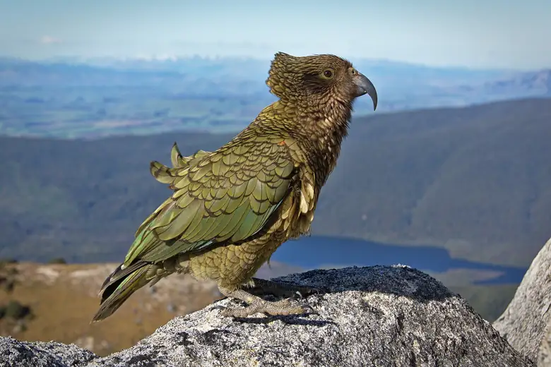 Kea, o papagaio alpino da Nova Zelândia, no alto da montanha