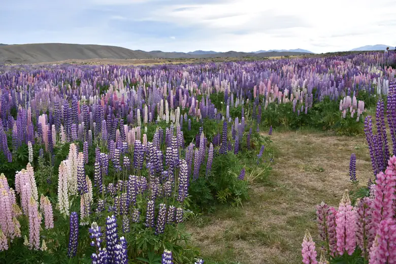 Lupins coloridos diante do lago Tekapo