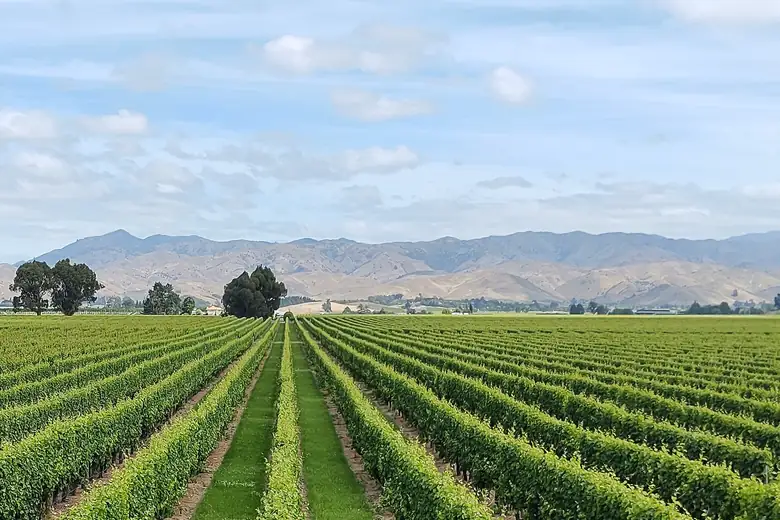 Fileiras de vinhas em vinhedo neozelandês com montanhas ao fundo