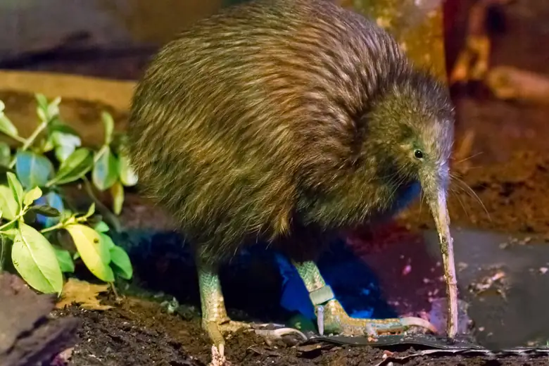 Kiwi, a ave símbolo da Nova Zelândia, em viveiro noturno de conservação