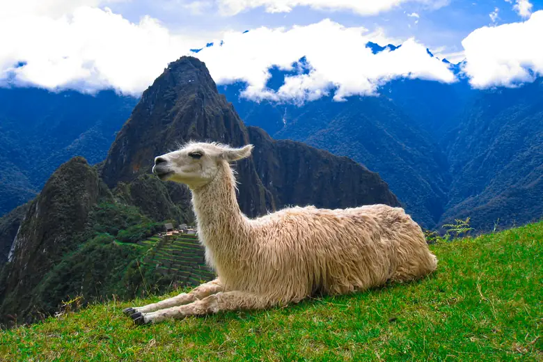 Lhama diante dos terraços verdes de Machu Picchu