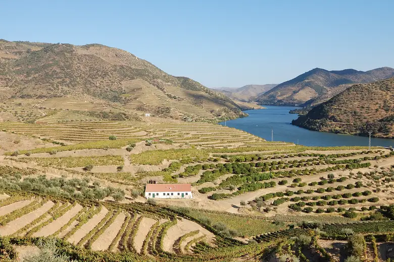 Vinhedos em socalcos do Vale do Douro descendo até o rio