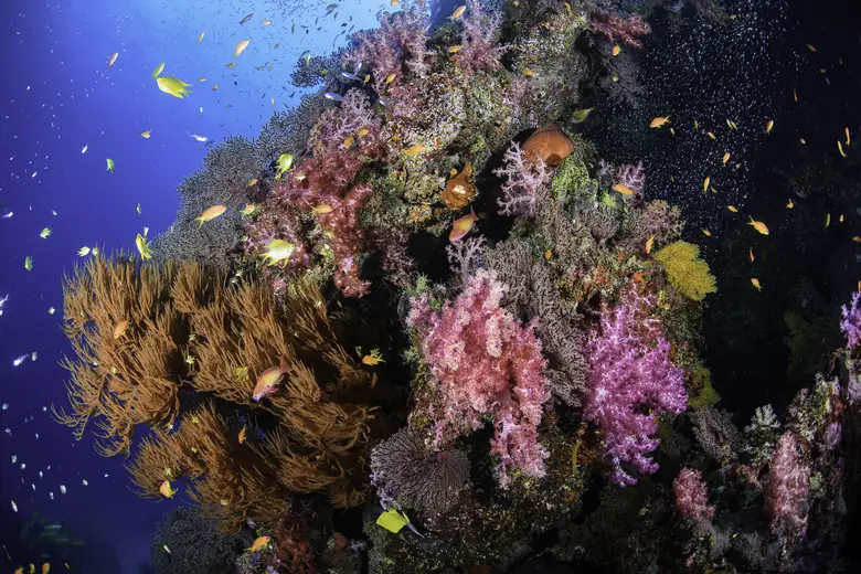 Corais coloridos e peixes em águas transparentes do Sudeste Asiático