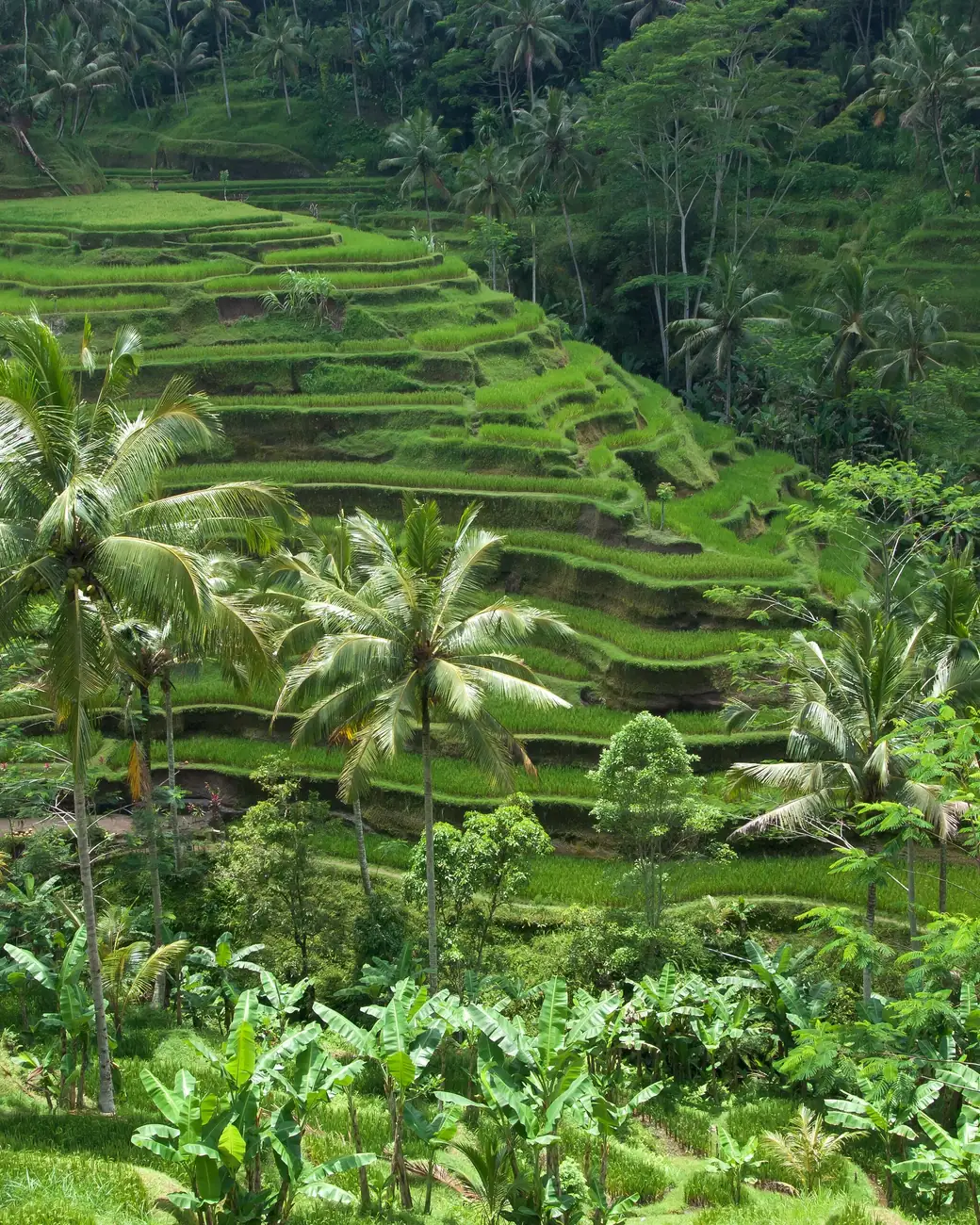 Terraços de arroz verdes descendo a encosta em Bali