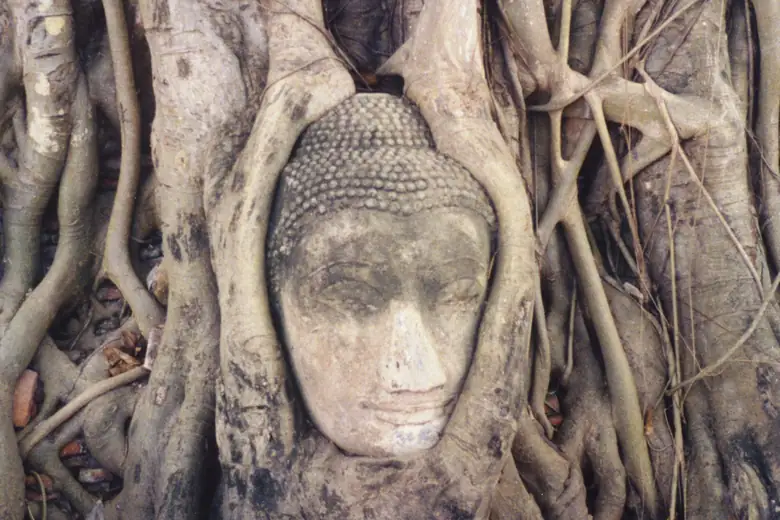 Cabeça de Buda envolta pelas raízes de uma figueira em Ayutthaya