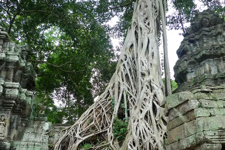 Raízes gigantes abraçando as ruínas de Ta Prohm, em Angkor