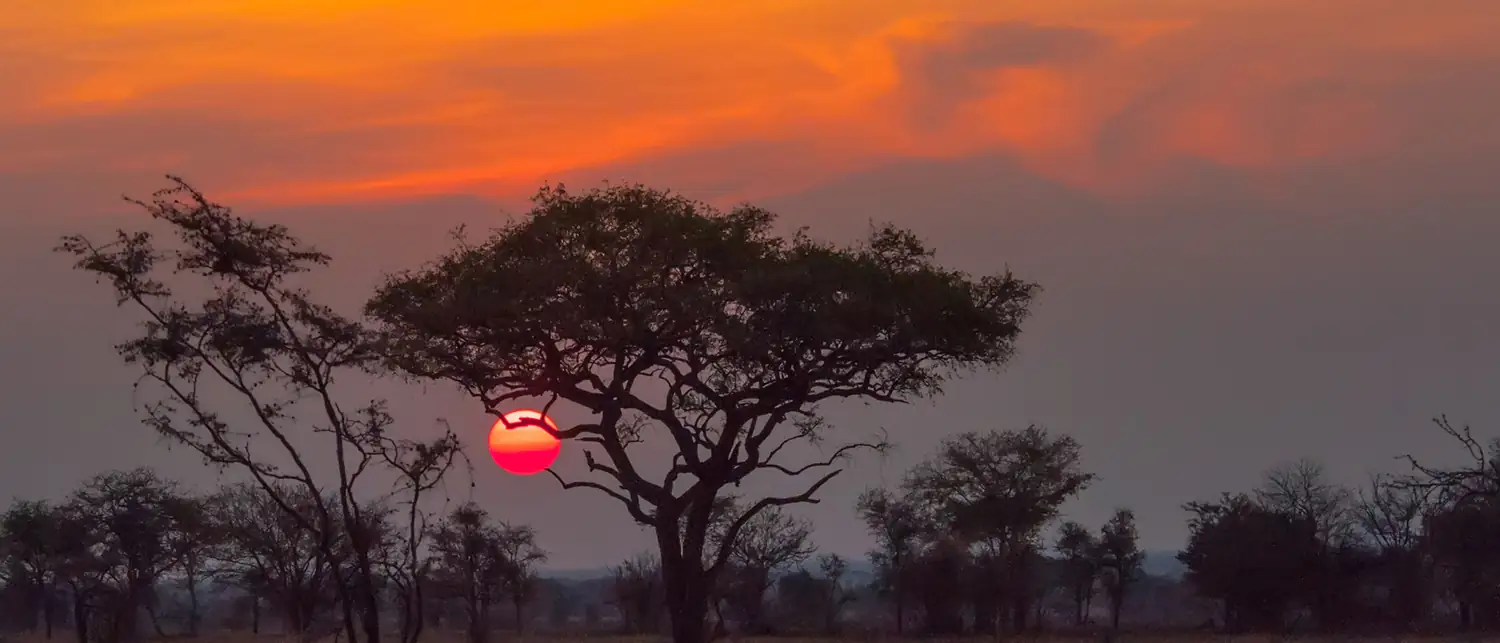 Pôr do sol africano com acácia em silhueta na savana
