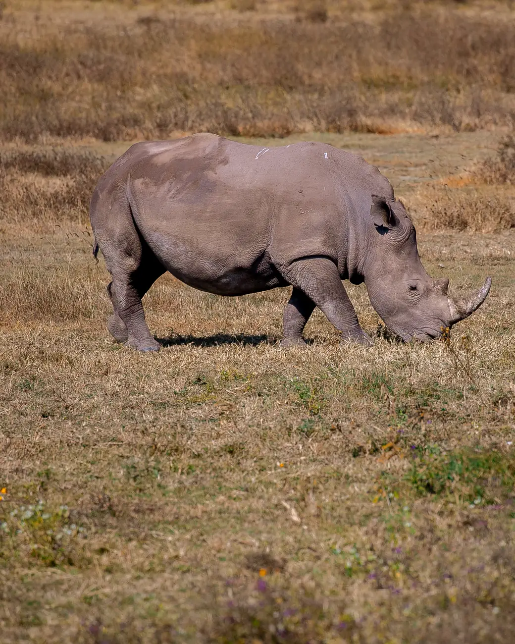 Rinoceronte pastando nas pastagens douradas do Ngorongoro
