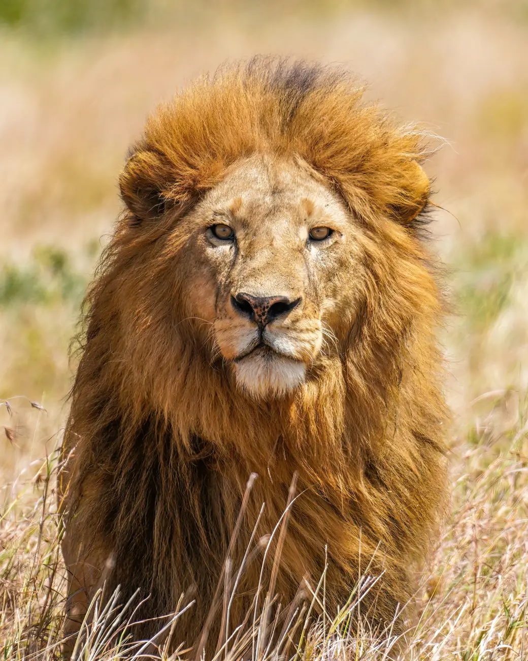 Leão em primeiro plano na savana do Serengeti
