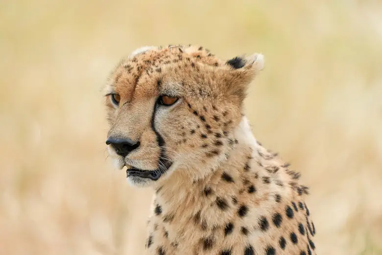 Guepardo no capim dourado da savana da Tanzânia