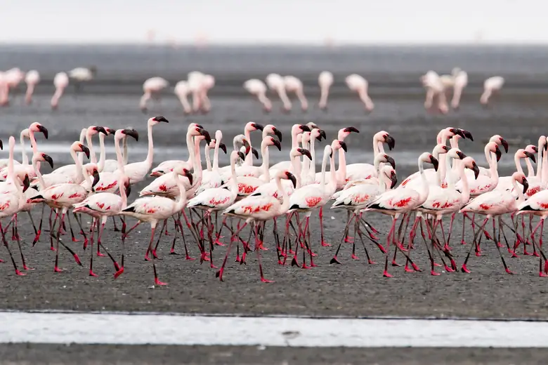 Flamingos em lago raso na Tanzânia