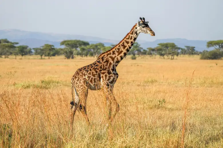 Girafa entre acácias na savana da Tanzânia