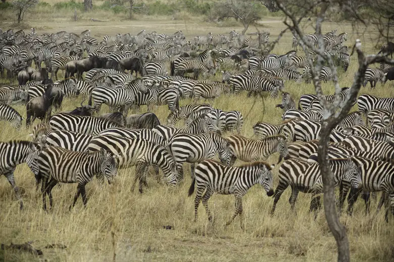 Zebras pastando na planície da Tanzânia