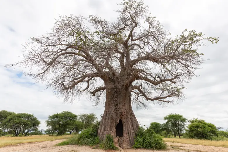 Baobá milenar no Parque Nacional Tarangire