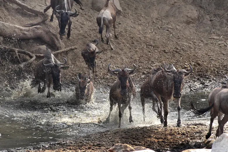Gnus da Grande Migração atravessando um rio no Serengeti