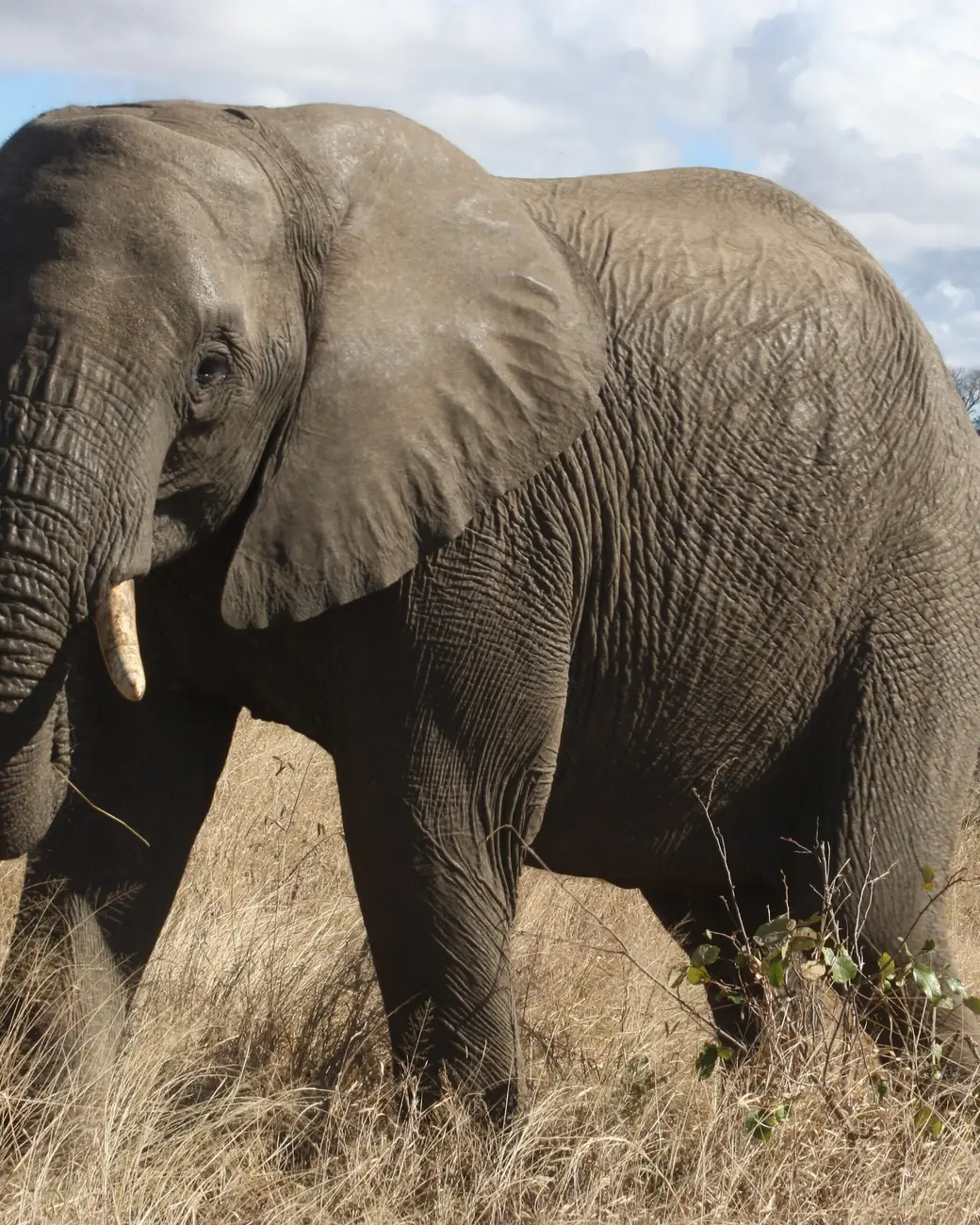 Elefante na savana do Parque Kruger, na África do Sul