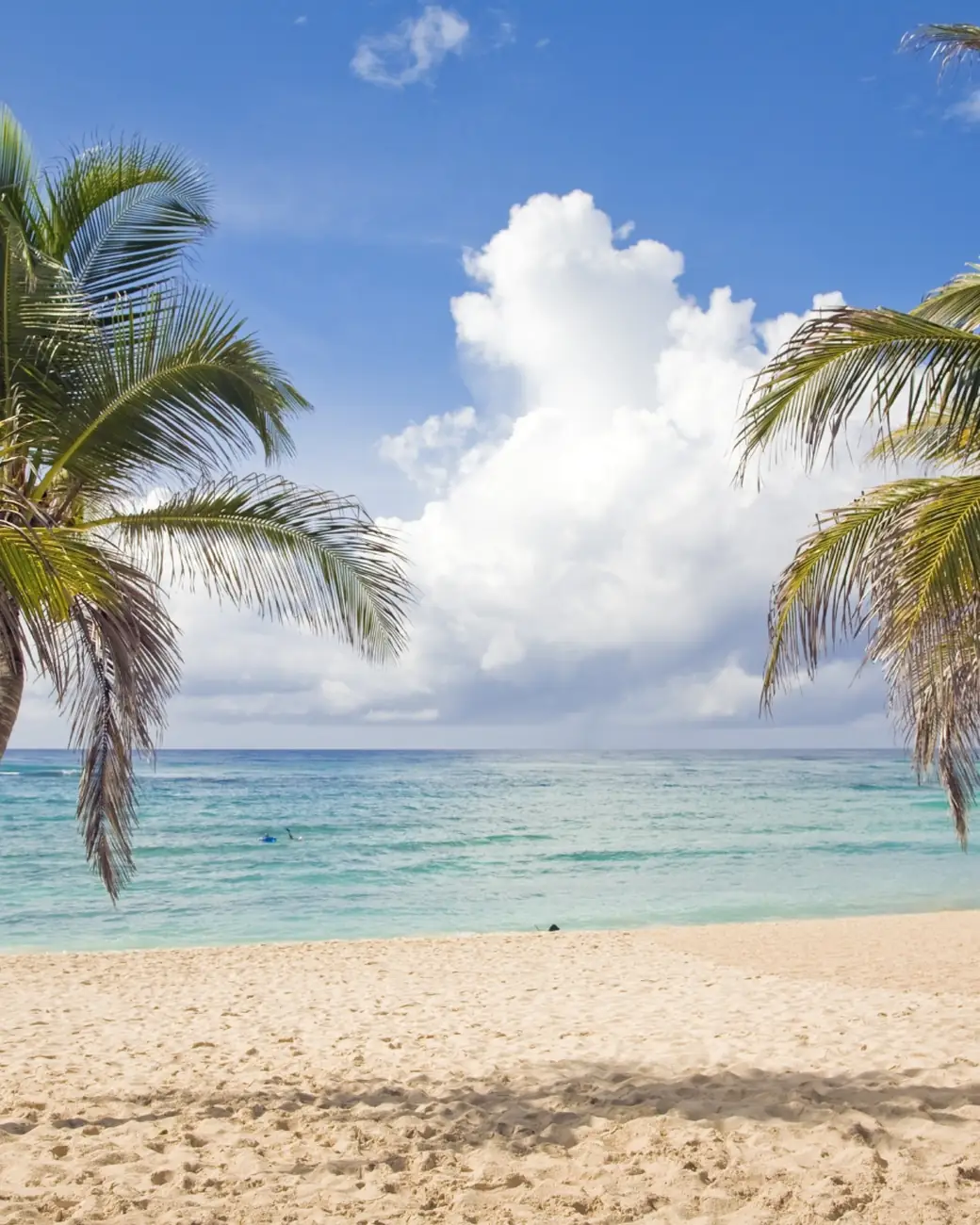 Coqueiros sobre a areia branca de uma praia do Caribe