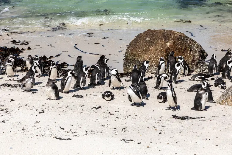Colônia de pinguins africanos numa praia da Cidade do Cabo