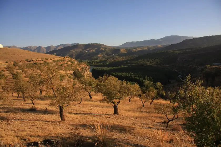 Olive groves in the Andalusian landscape